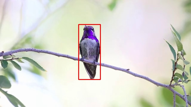 Violet-headed Hummingbird